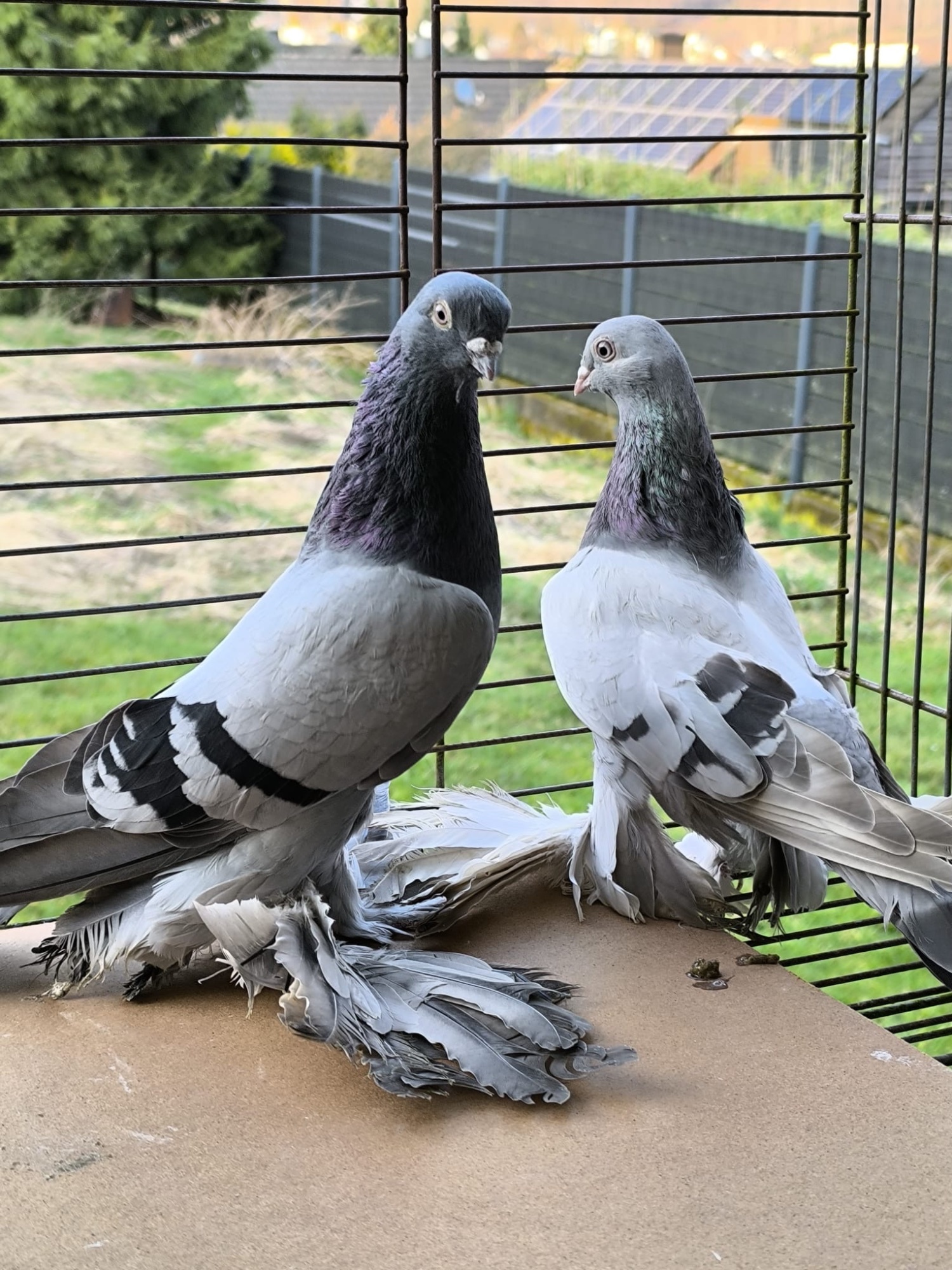 Pigeons - {TYPE}
