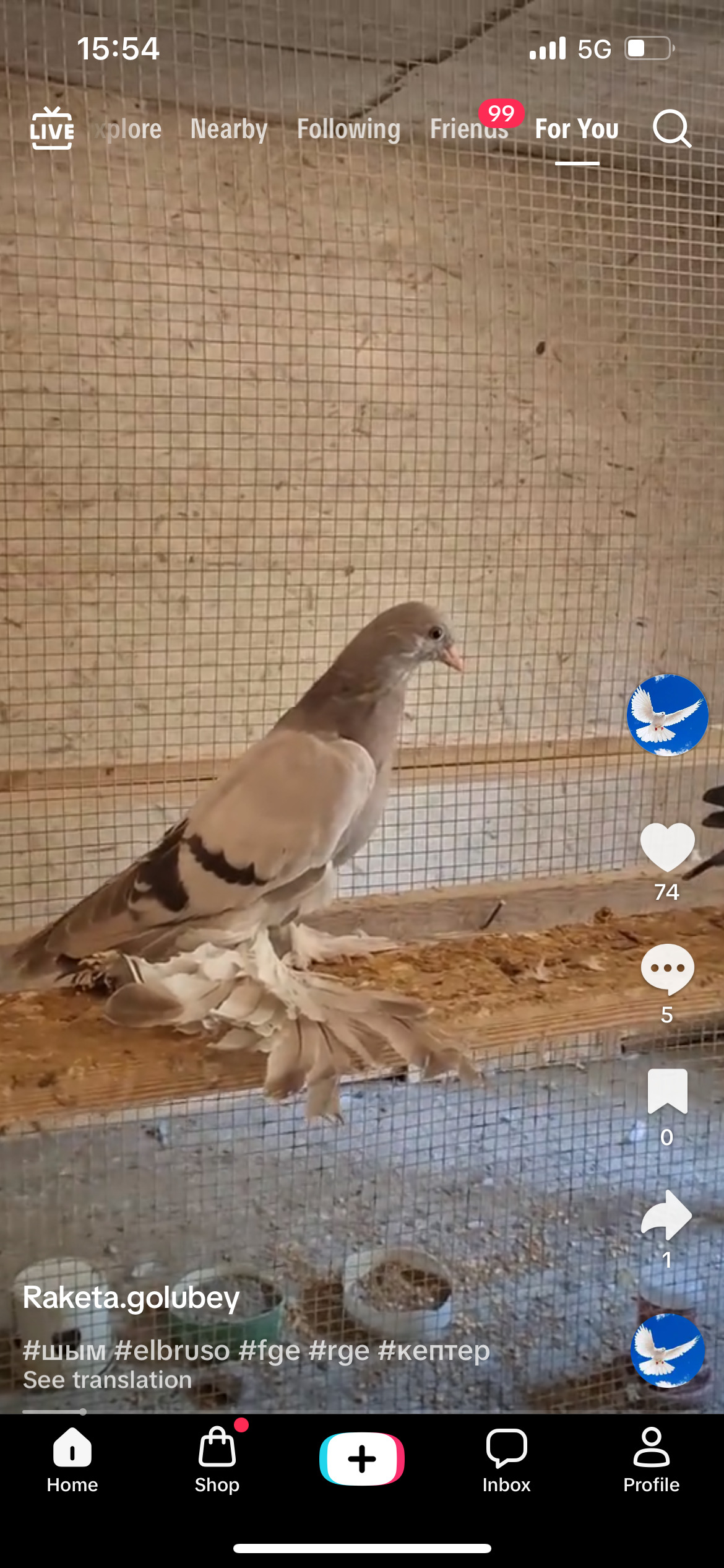 Pigeons - Uzbek tumbler , good flayer