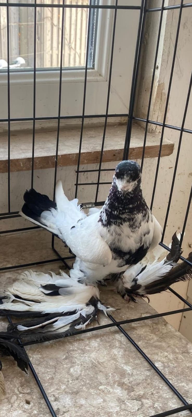 Uzbek tumbler , good flayer - Pigeons