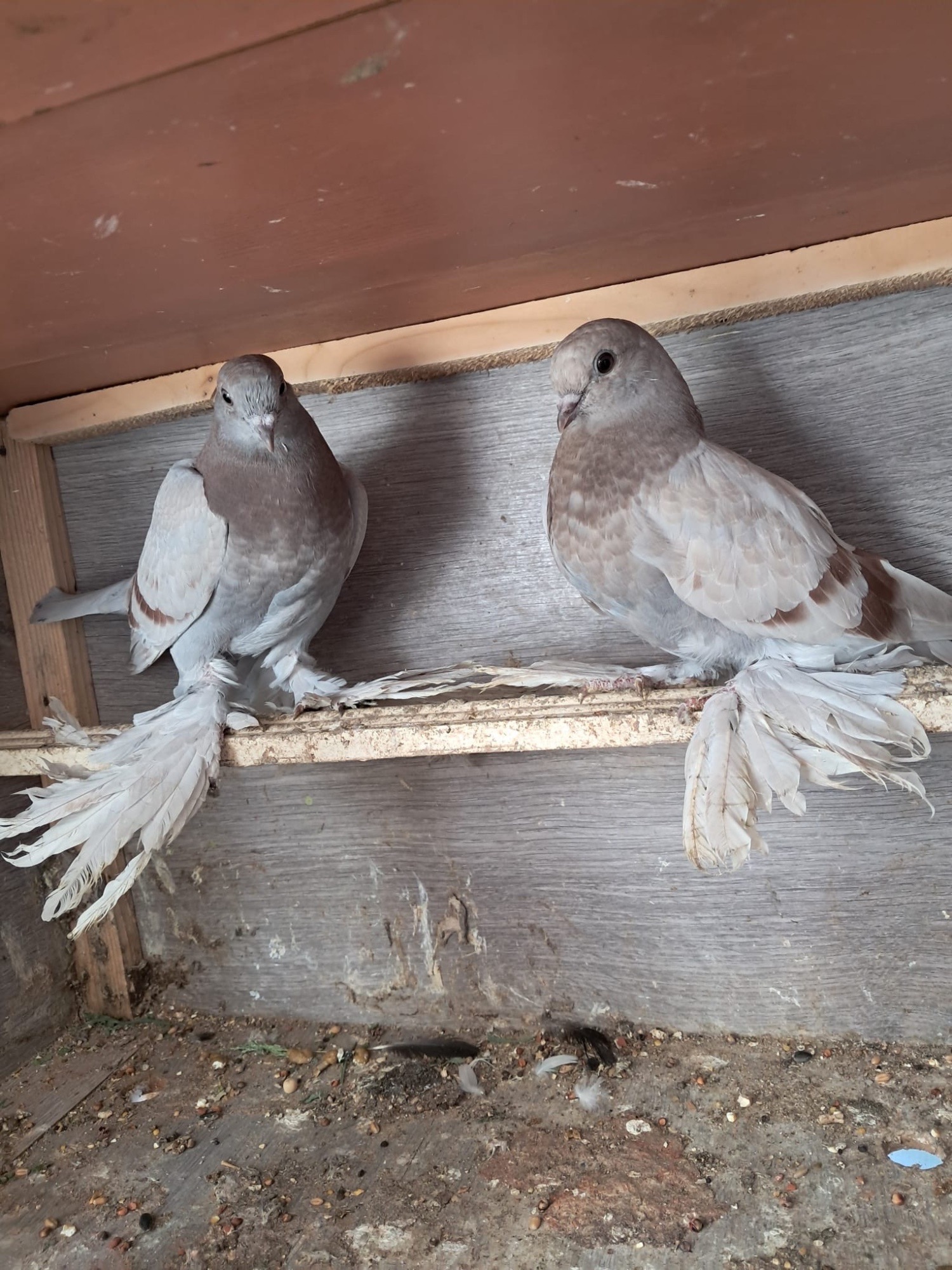 Pigeons