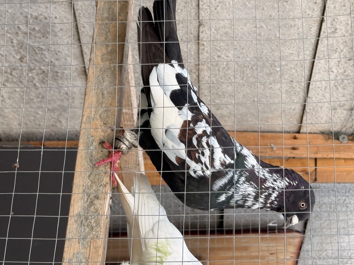 Pigeons