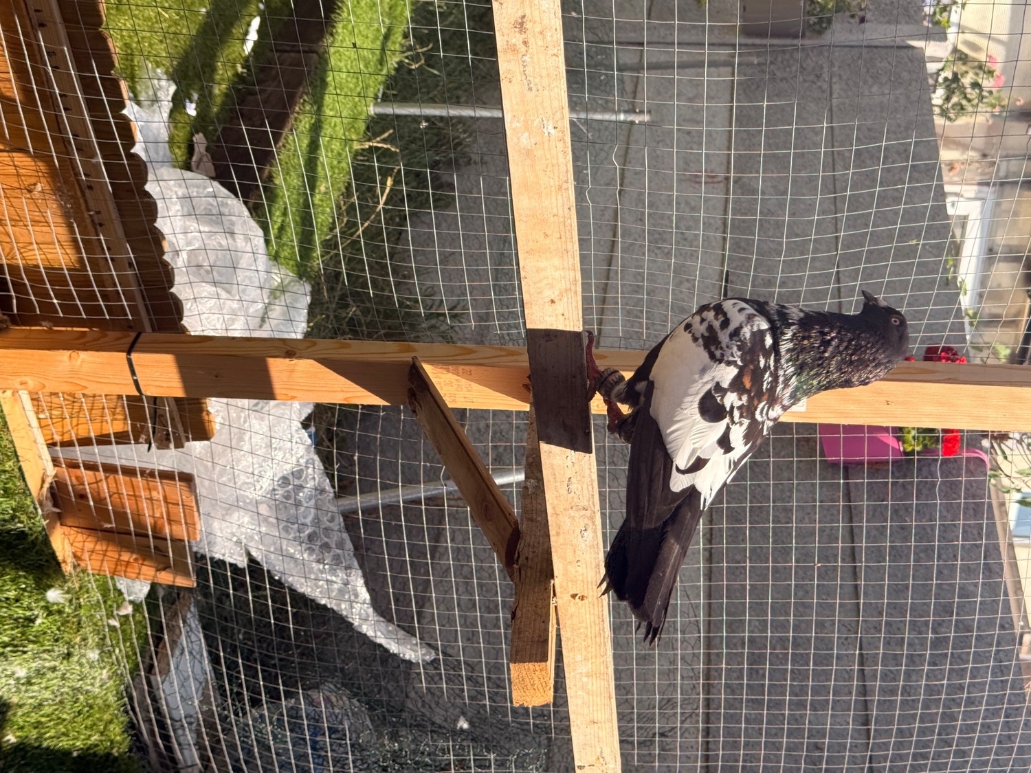 Pigeons - 2 top quality energetic health males pigeons