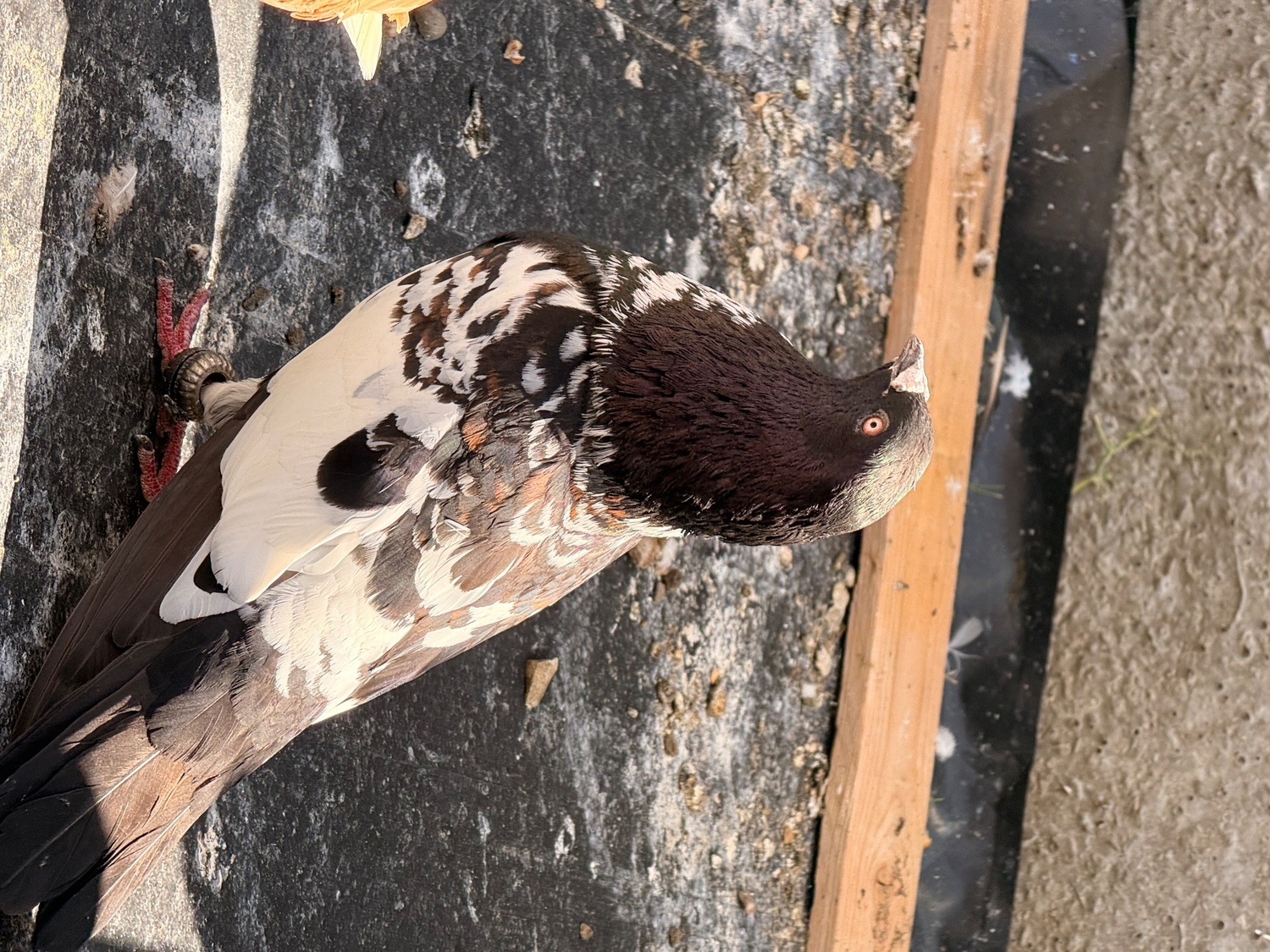 2 top quality energetic health males pigeons - Pigeons