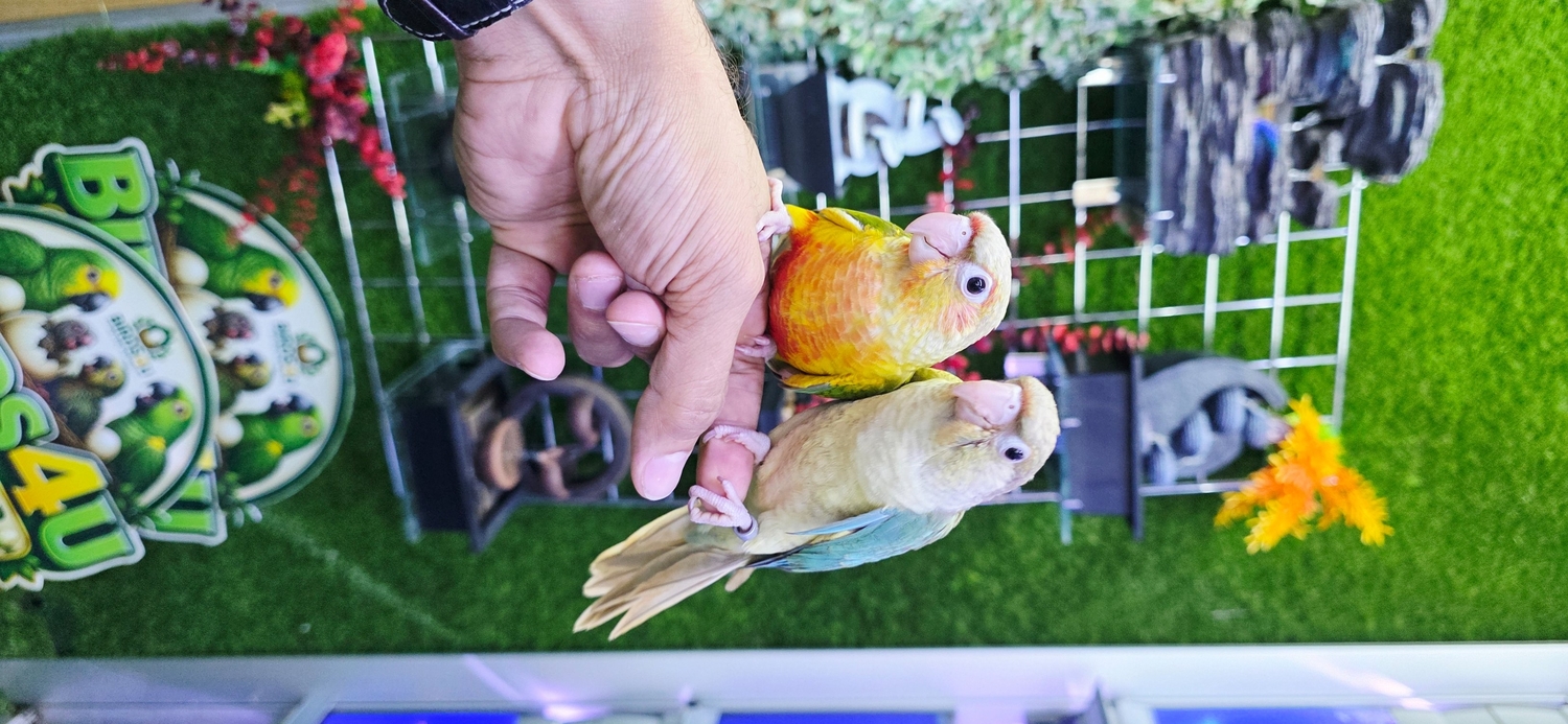 Pionus