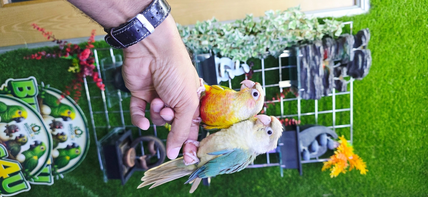 Pionus - {TYPE}