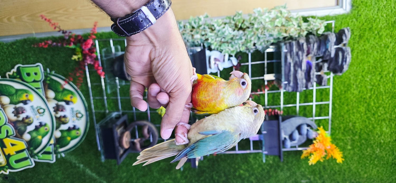Pionus - Baby Hand Reared Conures available