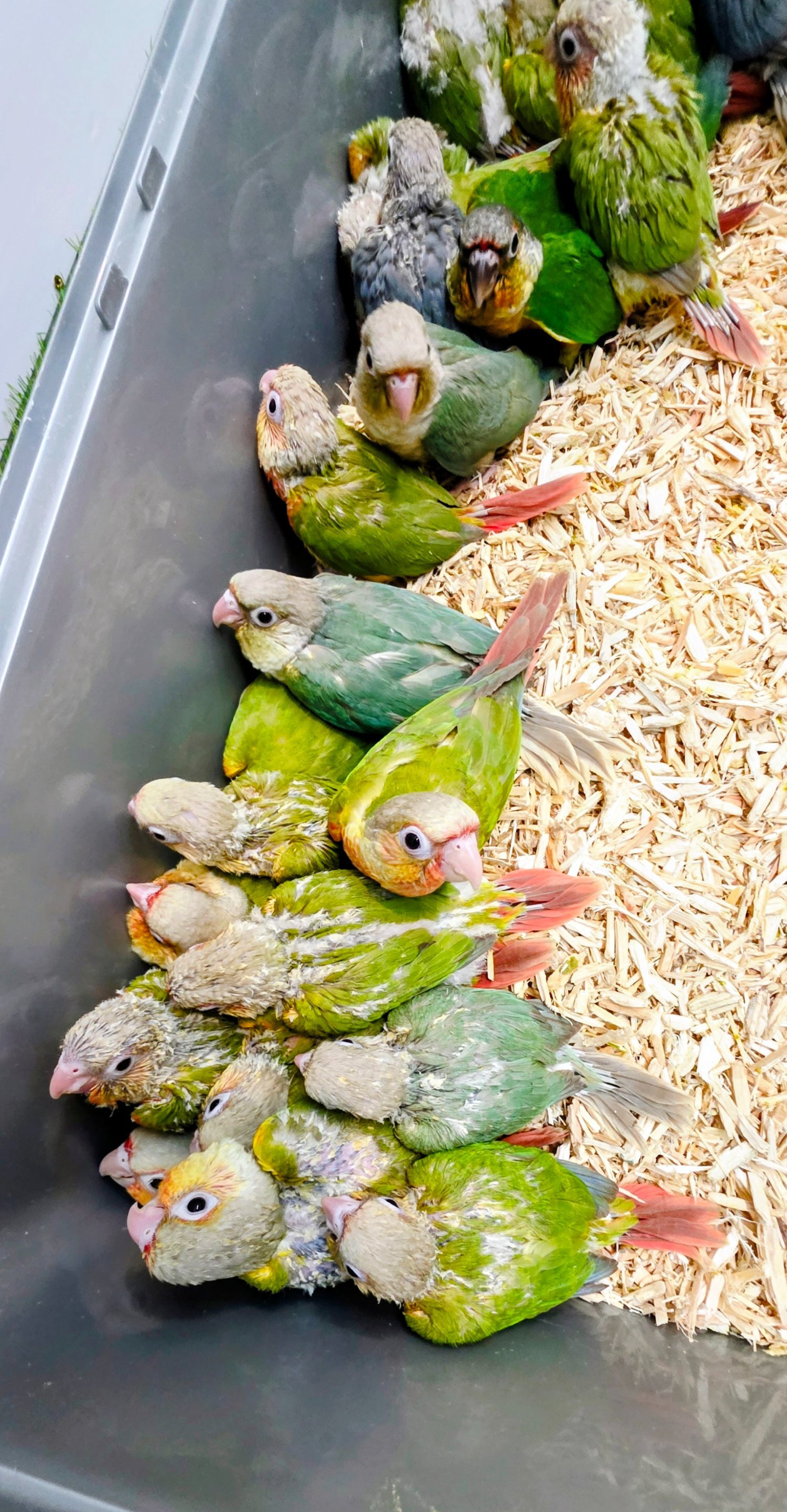 Baby Hand Reared Conures available - Pionus
