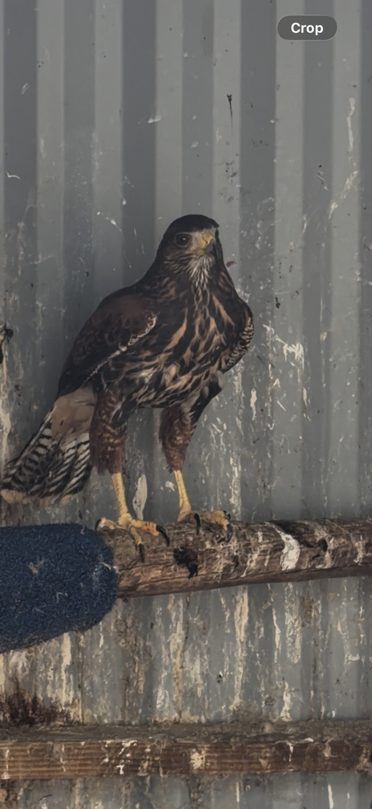 2026 Harris hawk chicks available  in {LOCATION}