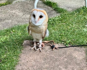 1 year old, tame female barn owl
