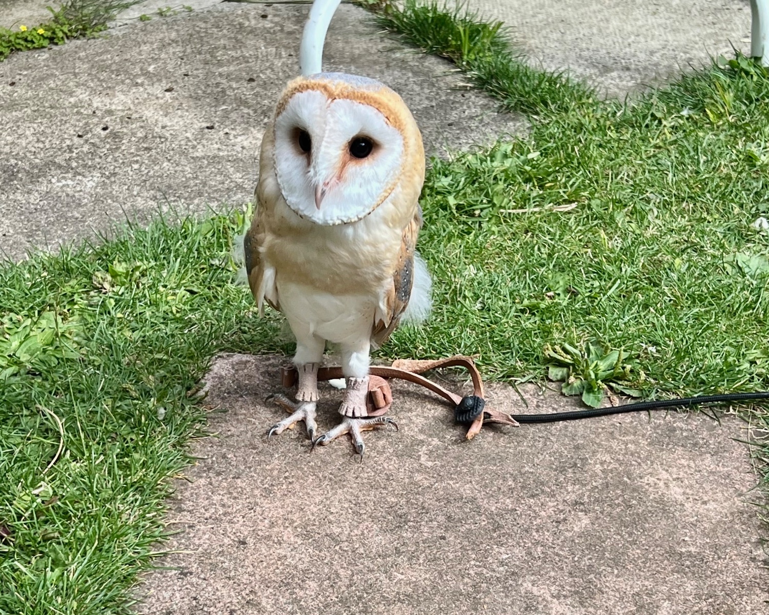1 year old, tame female barn owl in {LOCATION}