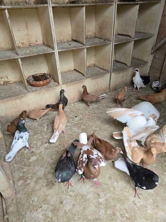 Pigeons for Sale 