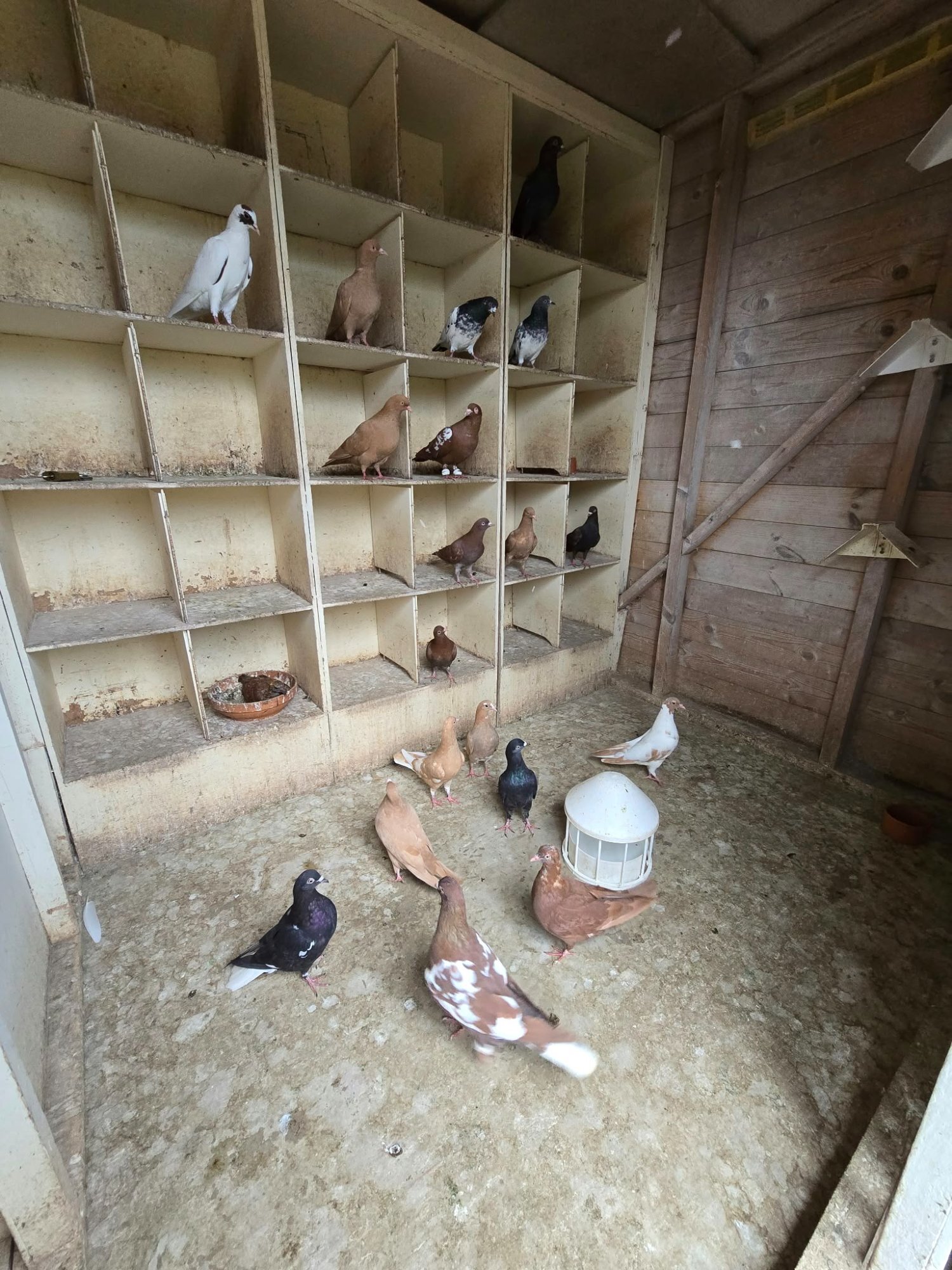 Pigeons - {TYPE}