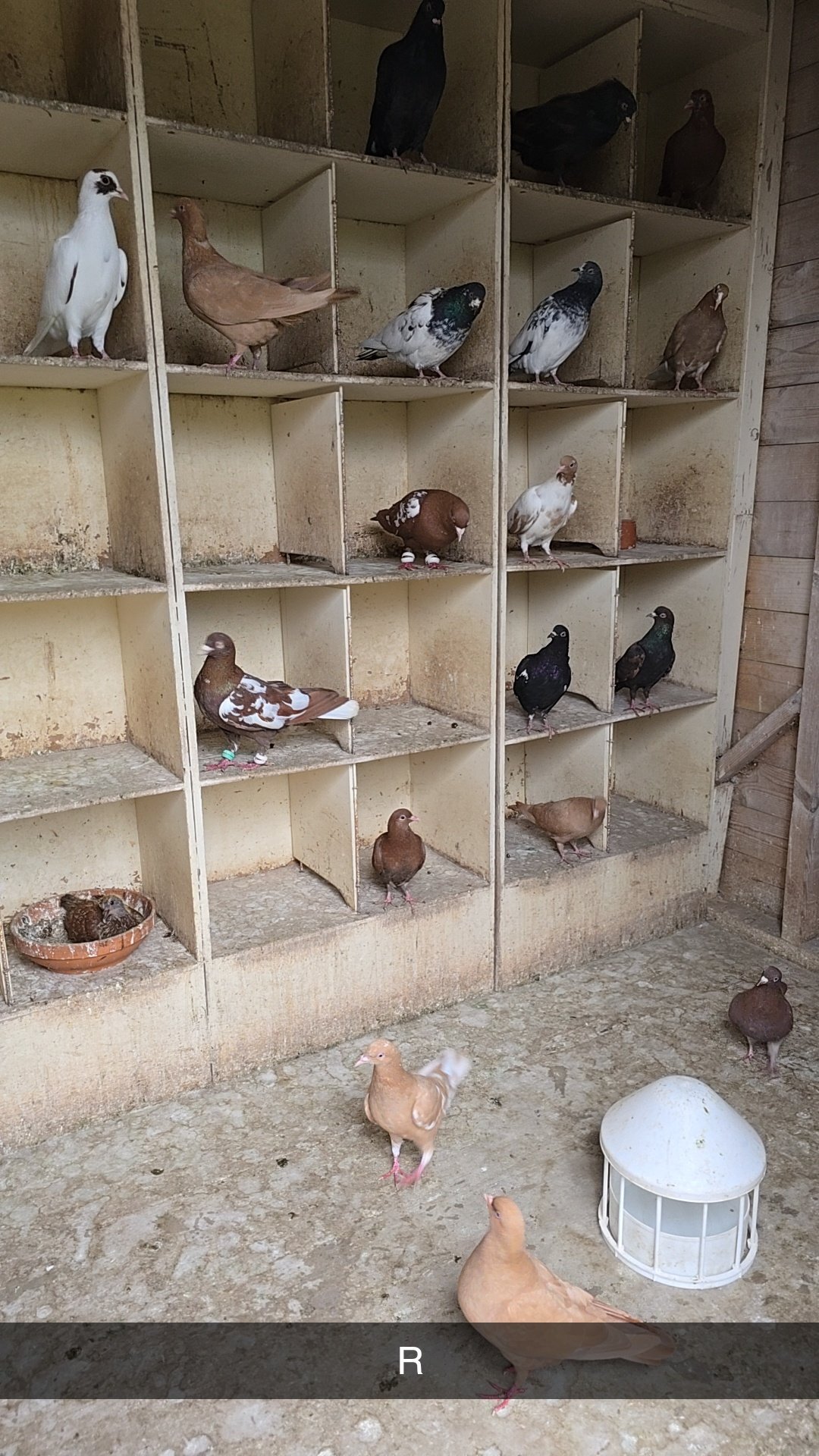 Pigeons - Pigeons for Sale 