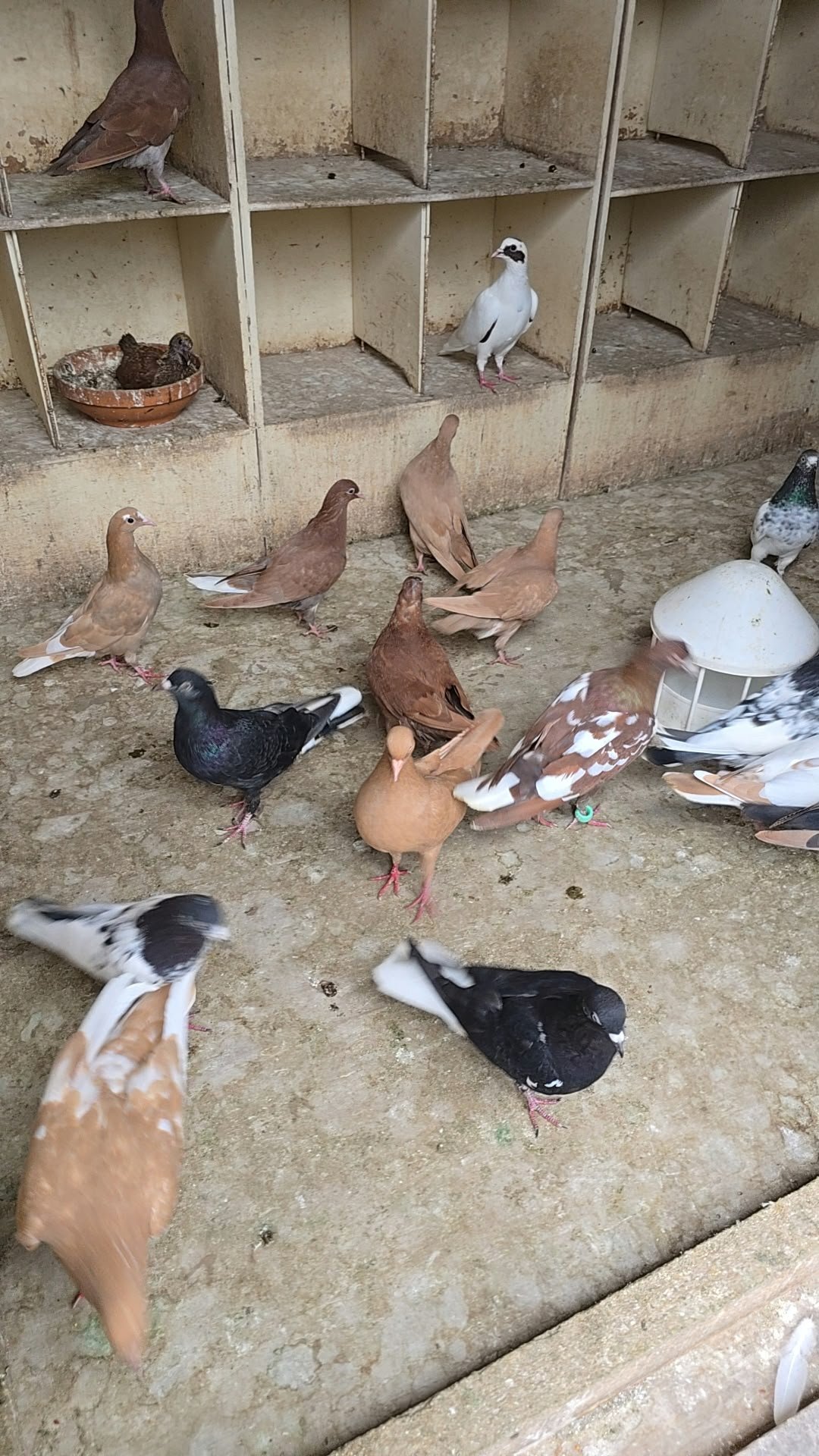 Pigeons for Sale  - Pigeons