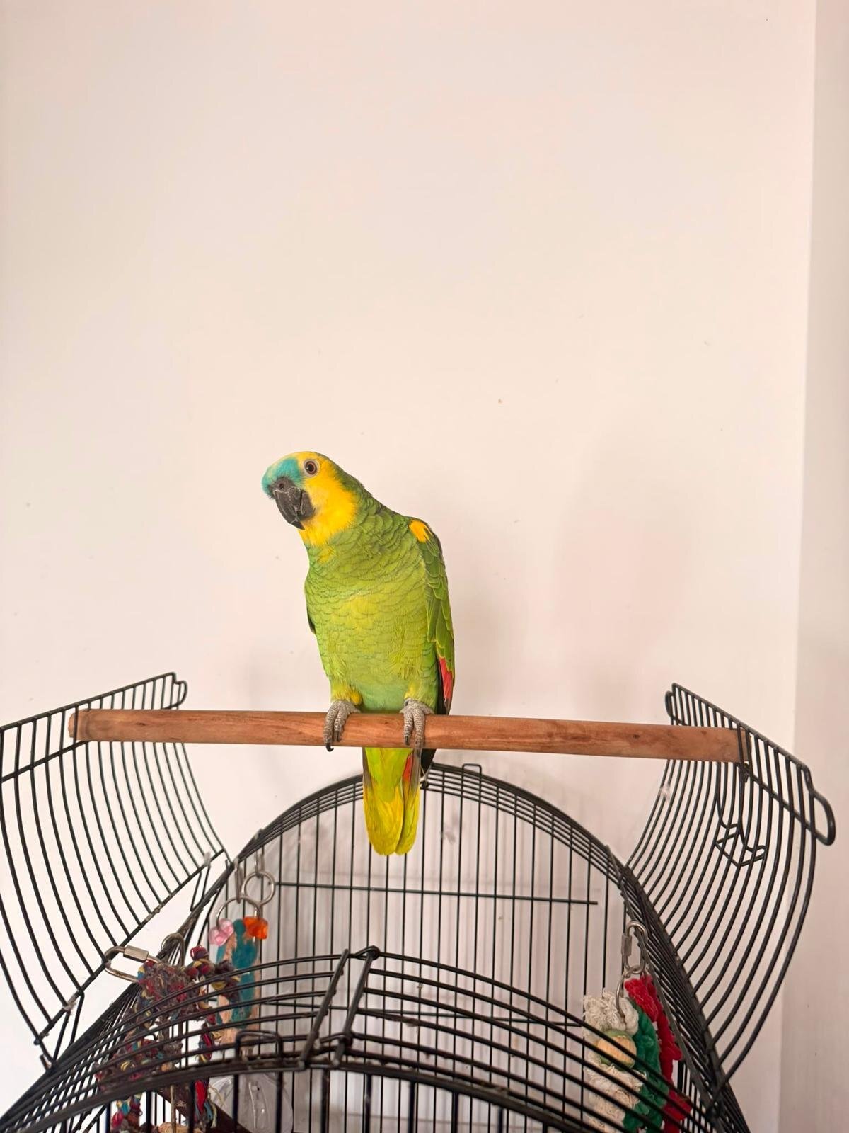 Blue Fronted Amazon  in {LOCATION}