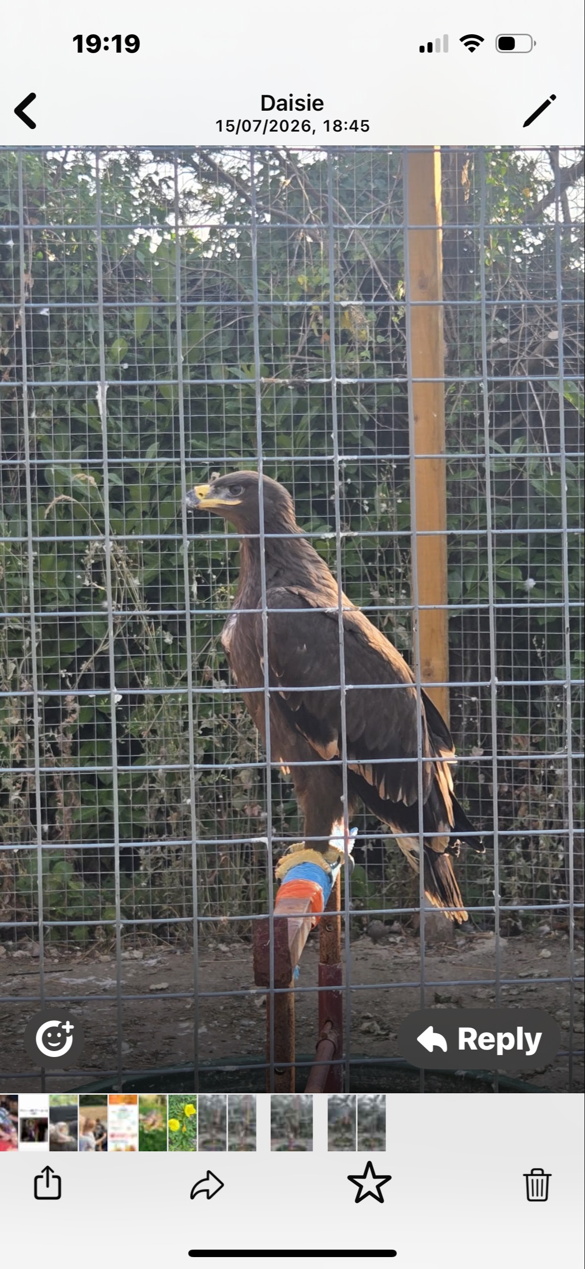 Steppes eagle 10 weeks old  in {LOCATION}