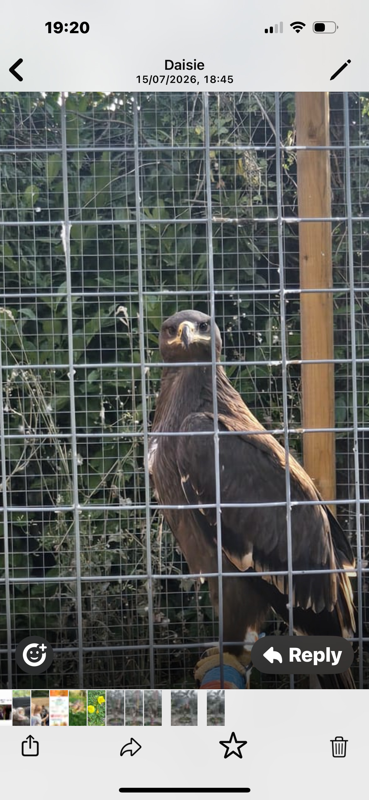 Eagles - Steppes eagle 10 weeks old 