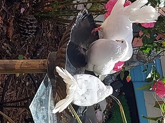 White Fantail Doves up for a new home