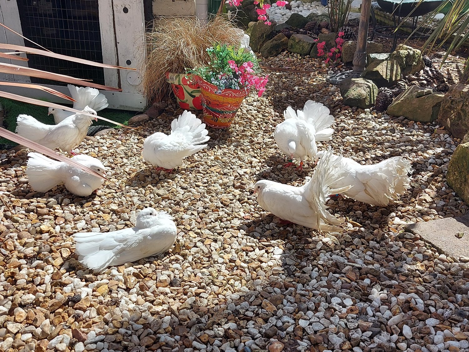 Pigeons