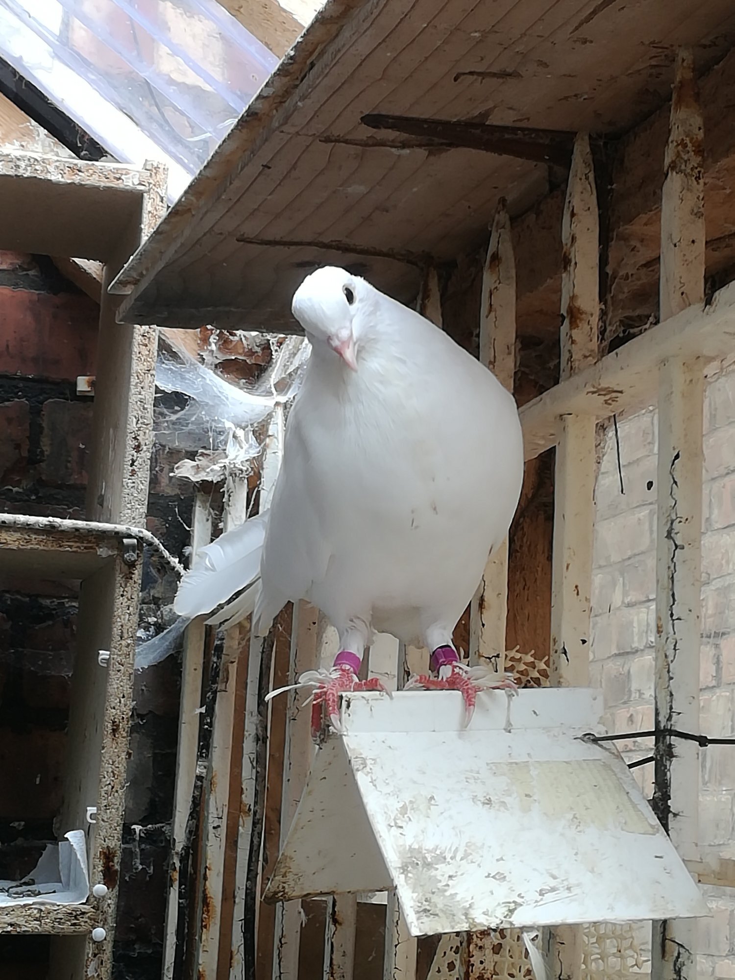 Pigeons - {TYPE}