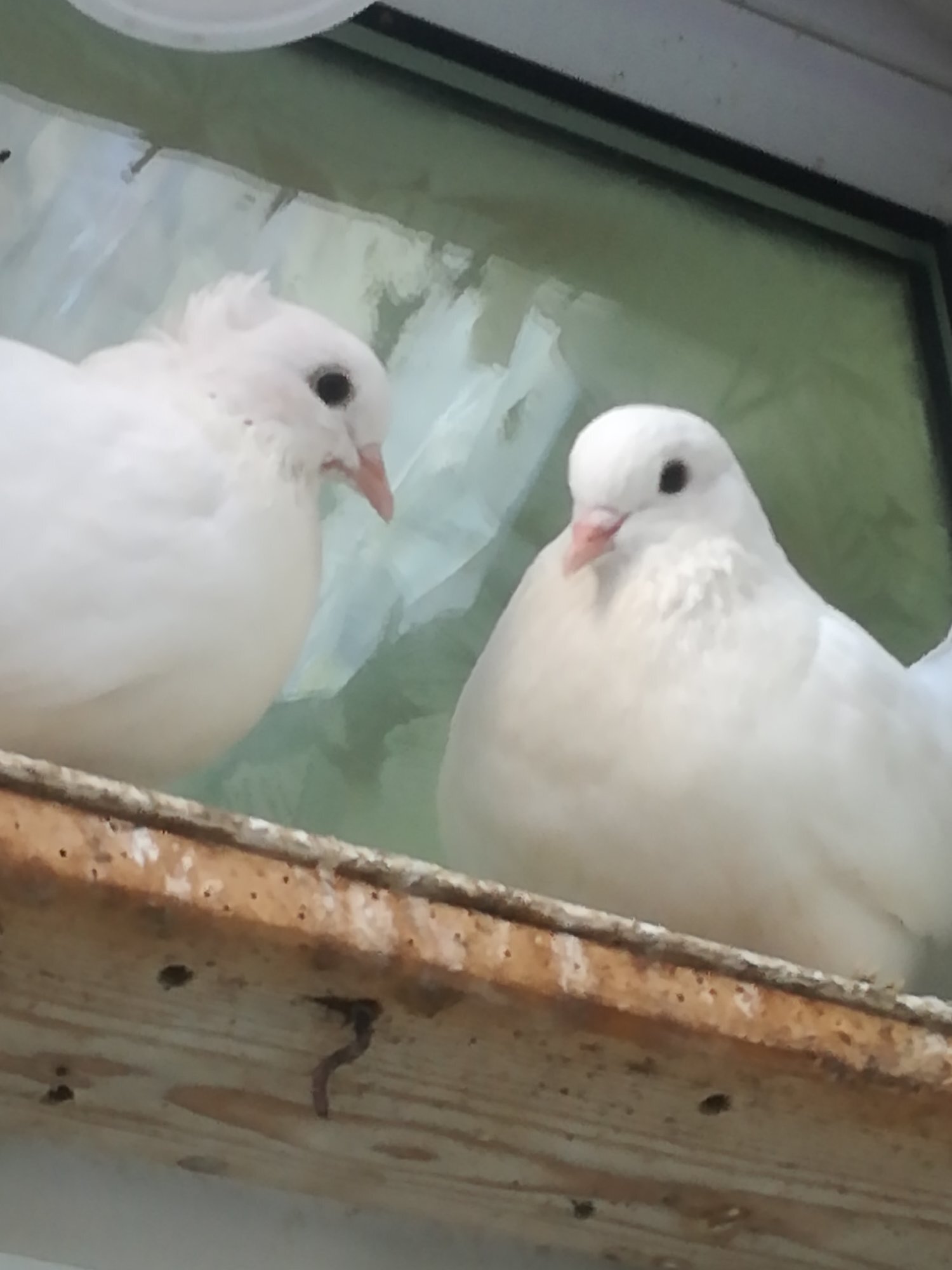Pigeons - White Fantail Doves up for a new home