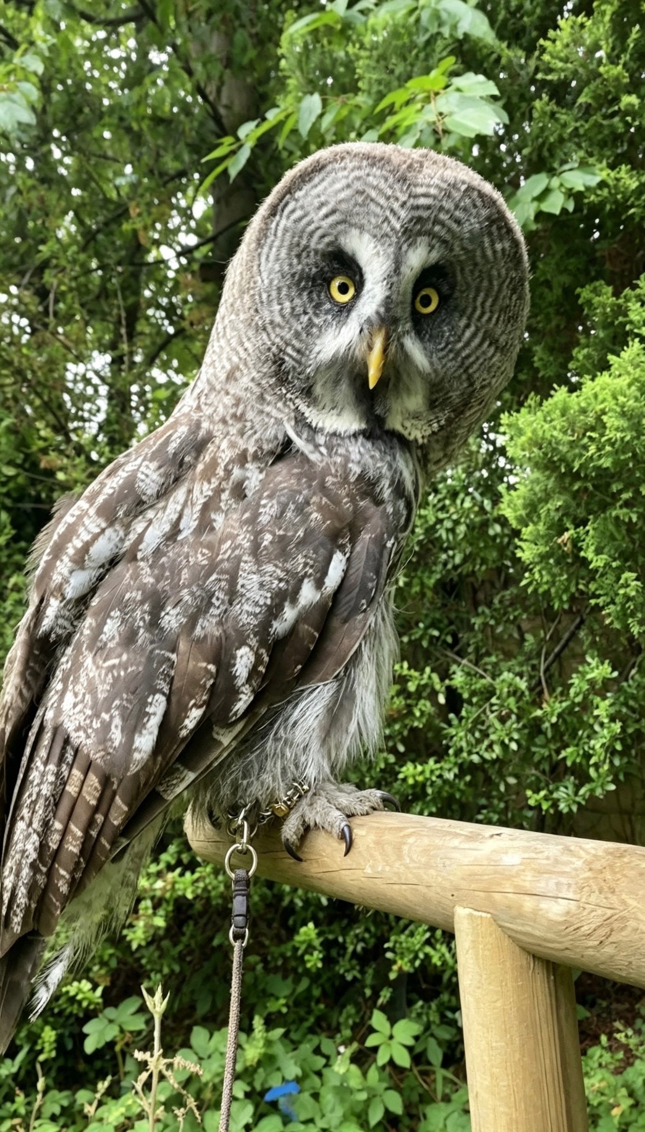 Owls