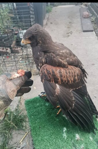 Harris Hawk breeding pair. PROLIFIC LAYER. 