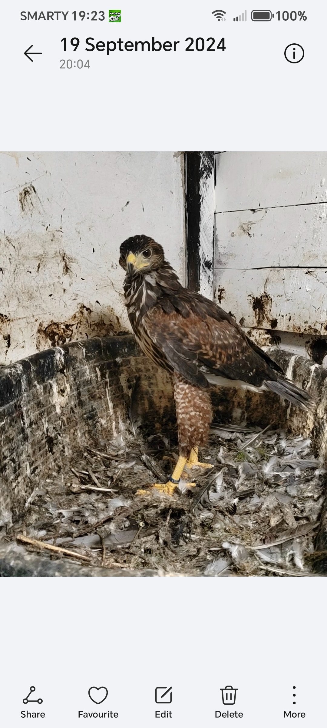 Hawks