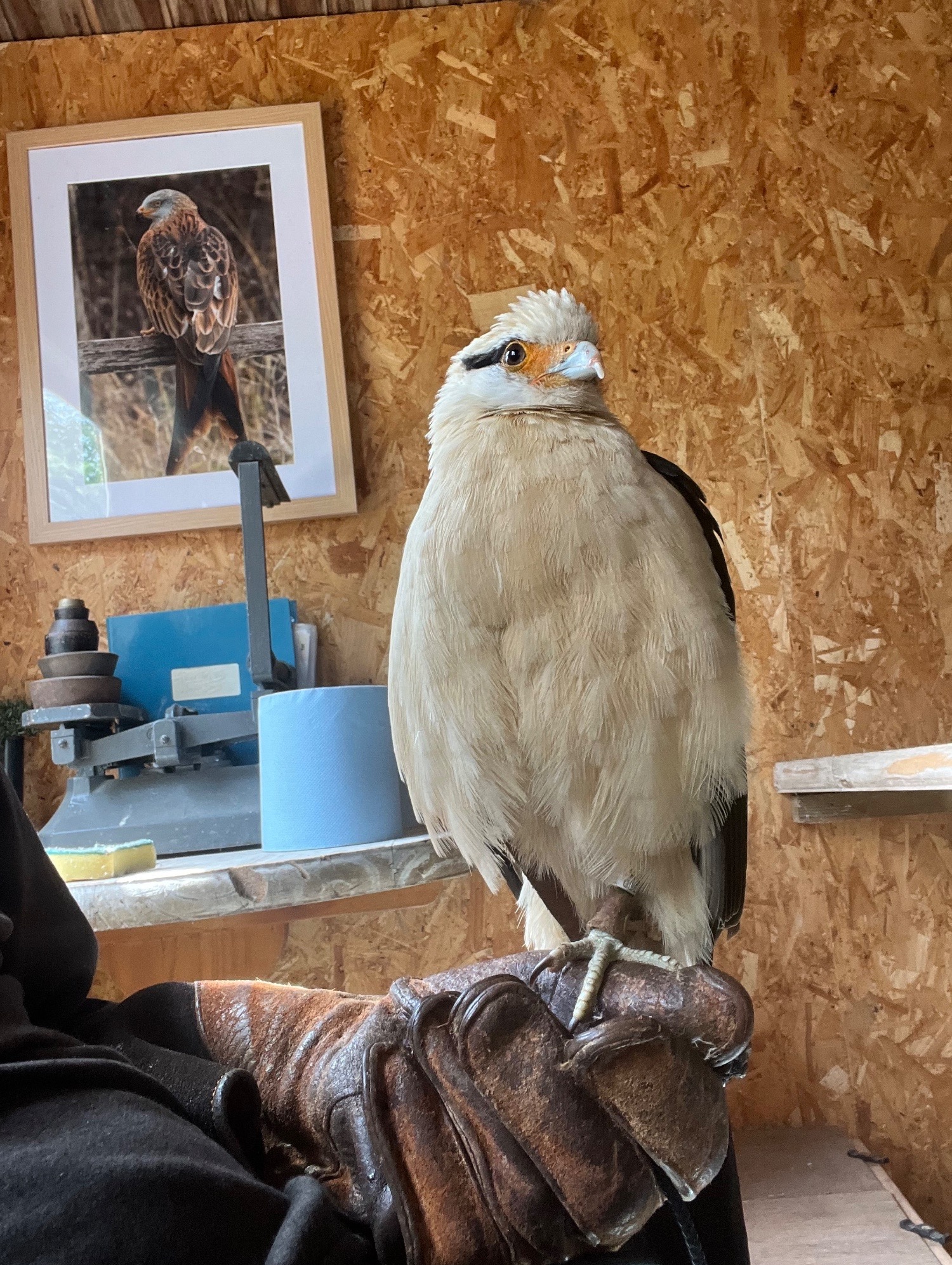Falcons