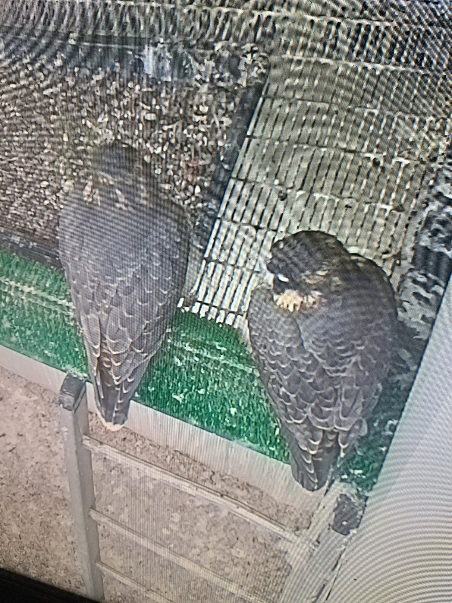 Falcons