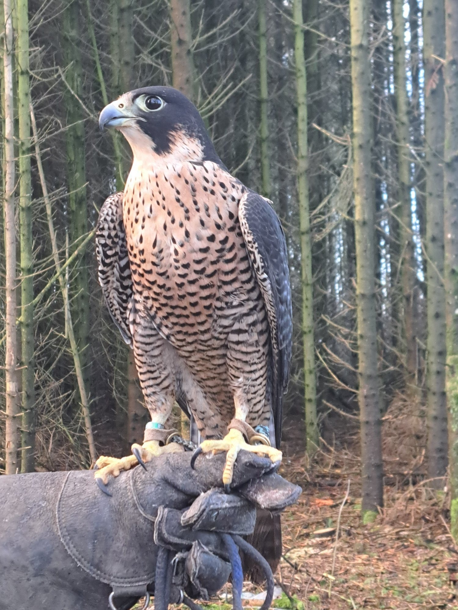 Falcons - {TYPE}