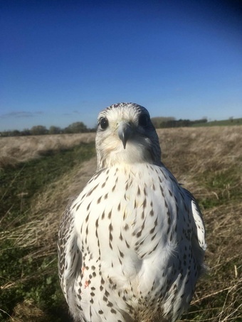Hi looking for 2026 tercel peregrine or 2026 gyr saker 