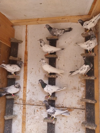 Pakistani Pigeons for sale 