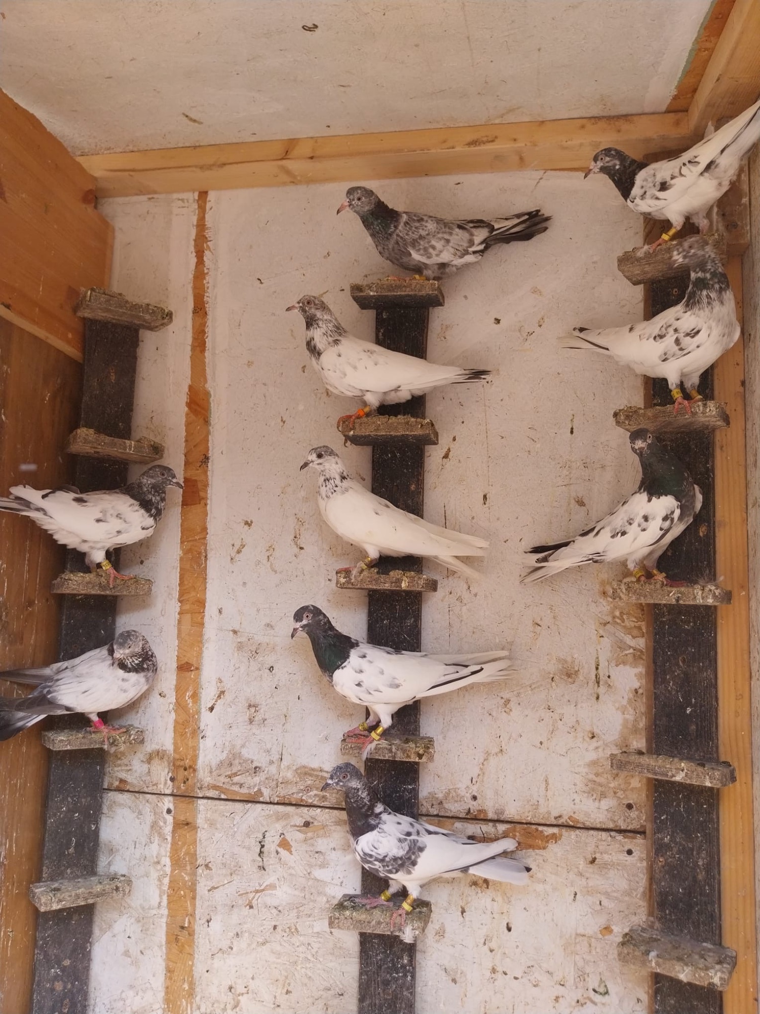 Pakistani Pigeons for sale  in {LOCATION}