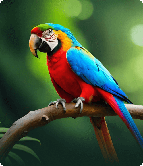 Parrots