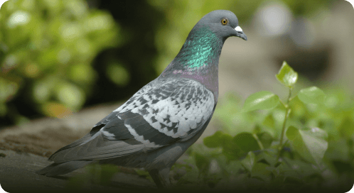 Columbidae