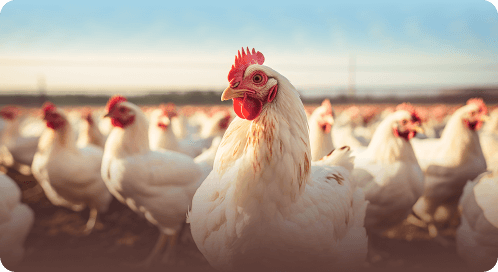 Poultry