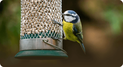 Bird Accessories and Feed