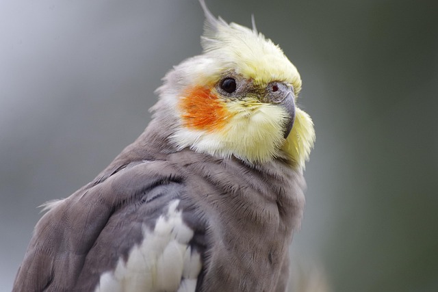 How to Cure a Cockatiel With a Cold