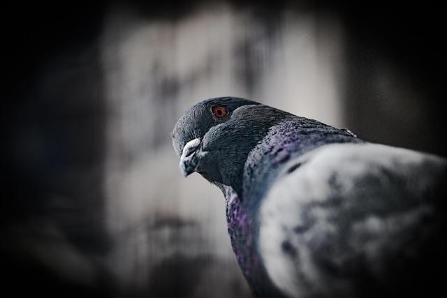 How to Determine the Gender of a Pigeon