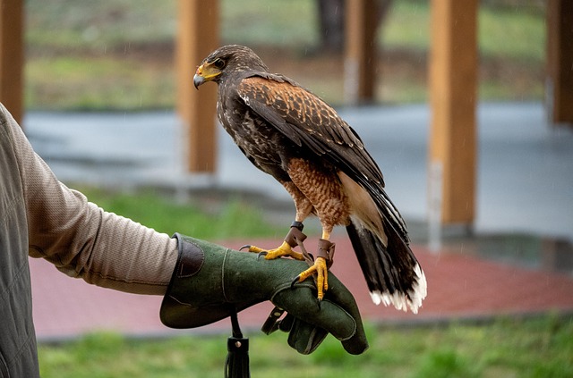 How to Get Started With Falconry